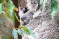 Baby koalaÃ¢â¬â¢s face peering out from mother